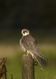 Roodpootvalk - Red-footed falcon