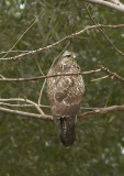 Buizerd - Common Buzzard