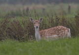 Damhert - Fallow Deer