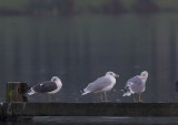 Meeuwen -Gulls