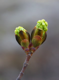 April 16: Maple buds