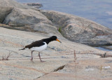 Oyster catcher (Haematopus ostralegus)