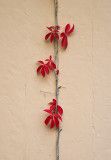 Leaves against the wall