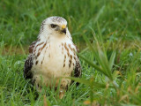 Buteo buteo - Buizerd - Buzzard