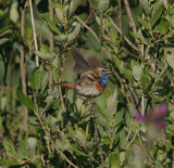 Luscinia svecica - Blauwborst - Bluethroat