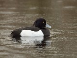 Aythya fuligula - Kuifeend - Tufted-Duck