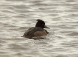 Aythya fuligula - Kuifeend - Tufted-Duck