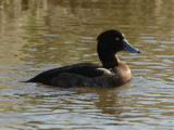 Aythya fuligula - Kuifeend - Tufted-Duck