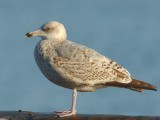 Larus argentatus - Zilvermeeuw - Herring Gull
