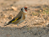 Carduelis carduelis - Putter - Goldfinch