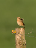 Saxicola rubetra - Paapje - Whinchat