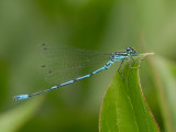 Coenagrion puella - Azuurwaterjuffer - Azure Damselfly