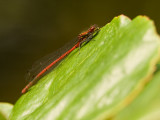 Pyrrhosoma nymphula - Vuurjuffer - Large Red damselfly