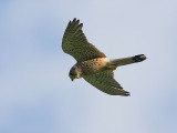 Falco tinnunculus - Torenvalk - Kestrel