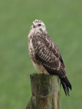 Buteo buteo - Buizerd - Buzzard