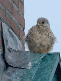 Falco tinnunculus - Torenvalk - Kestrel