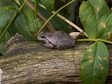 Hyla arborea - Boomkikker - Common tree frog