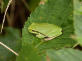 Hyla arborea - Boomkikker - Common tree frog