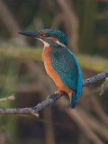 Alcedo atthis - IJsvogel -  Kingfisher