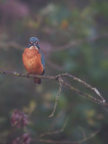 Alcedo atthis - IJsvogel -  Kingfisher