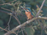 Alcedo atthis - IJsvogel -  Kingfisher