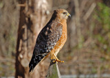 Red Shouldered Hawk