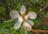 Little Gem Magnolia (Magnolia Grandiflora Little Gem)
