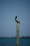 Pelican