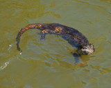 River Otter