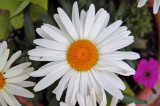 Shasta Daisy (Chrysanthemum maximum)