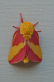 Rosy Maple Moth