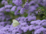 Great Southern White