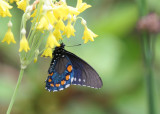 Pipevine Swallowtail