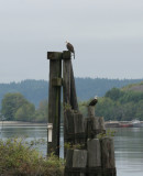 eagles on Sinclair inlet