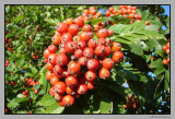 Rowanberry