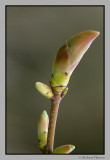 Plane-tree maple shoot