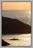 Gulls on a rock