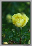 Yellow rose