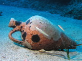 Amphora and wrasses
