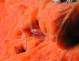 Small fish in an orange sponge