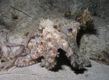 Octopus on night dive