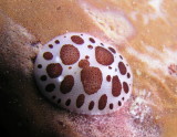 Leopard or Black & White Nudibranch