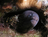 Moray Eel with Cleaner Shrimp