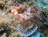 Close-up of a scorpionfish