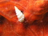 Small hermit crab on an orange sponge.