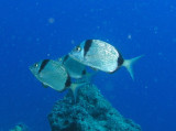 Two-banded sea bream.