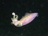 We spotted a pair of squid on the night dive.