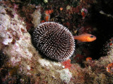 Purple sea urchin with a cardinalfish.