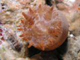Small sea anemone found under a stone.