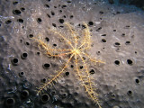 Mediterranean feather star on a black sponge.